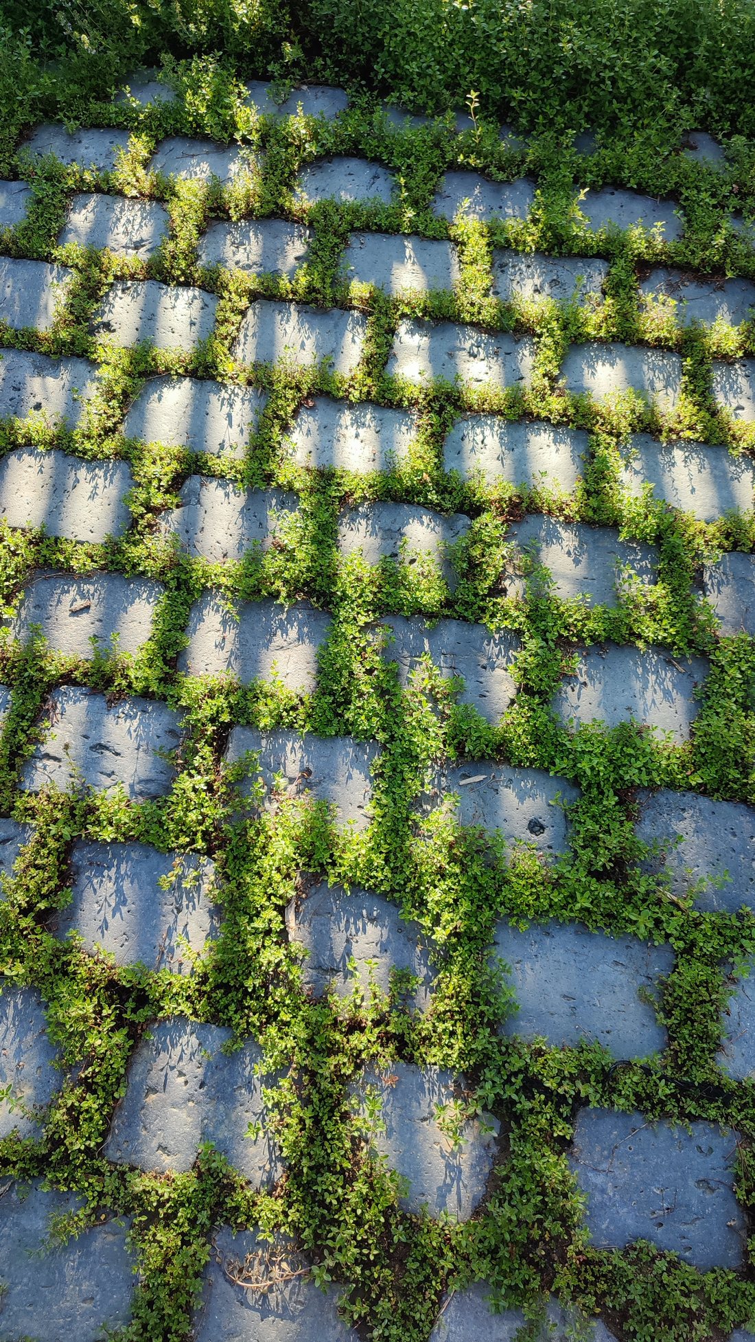 Le patio — photo 5
