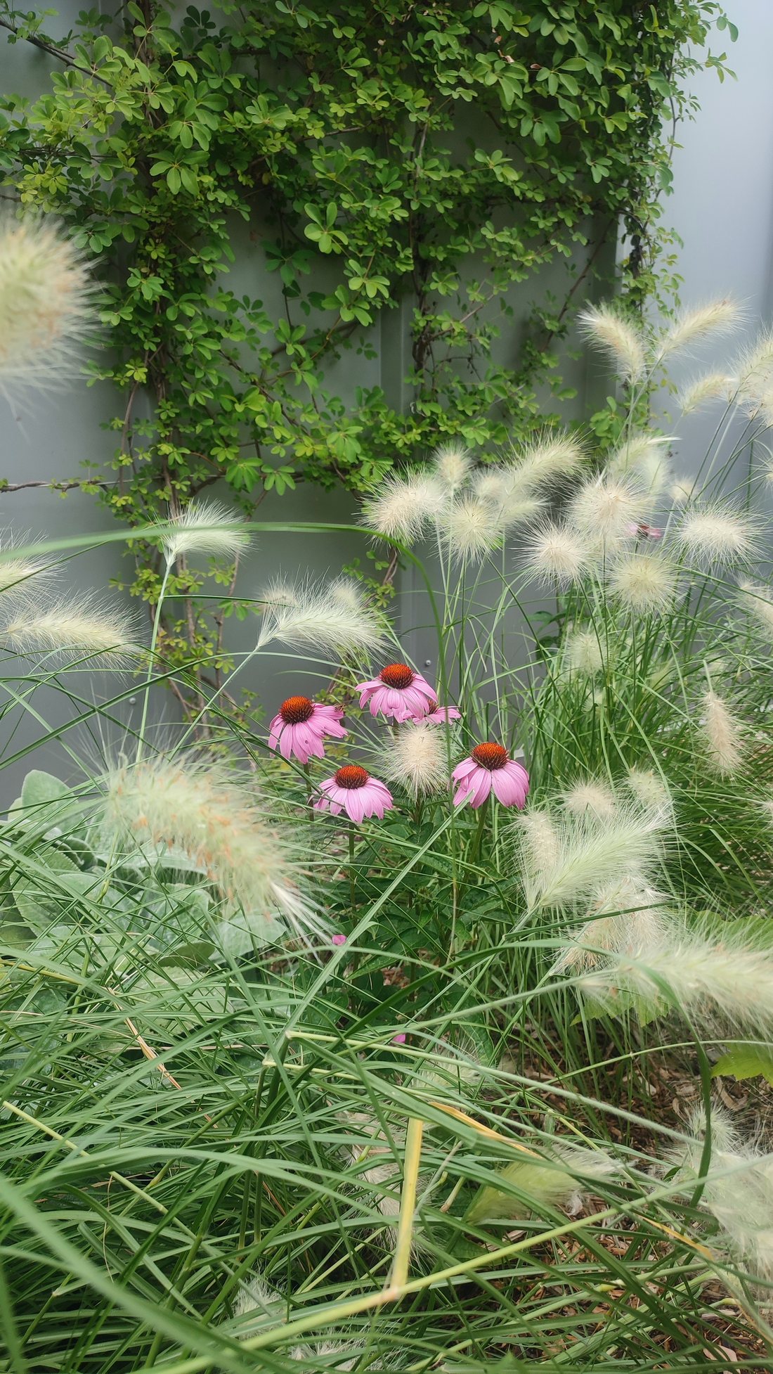 Le patio — photo 7