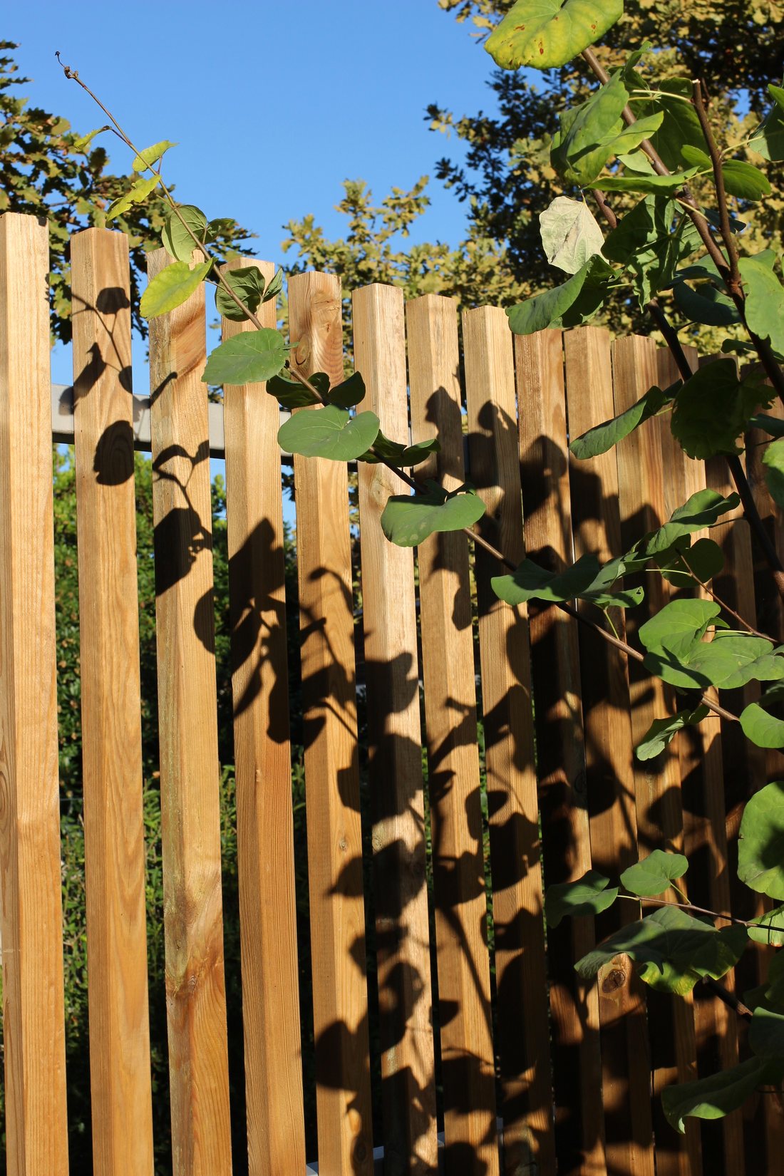 Le patio — photo 18