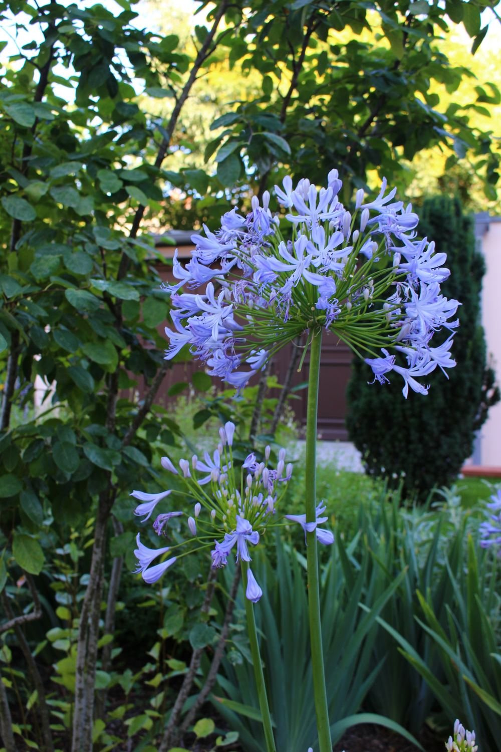 Au petit manoir — photo 8