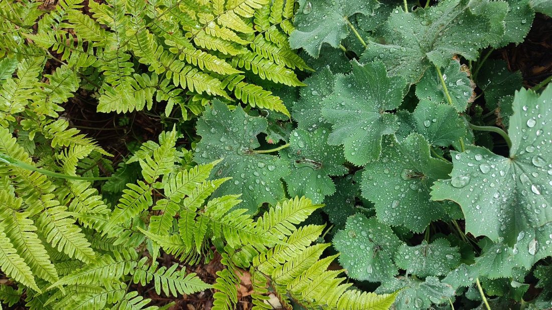 Plantations — photo 9
