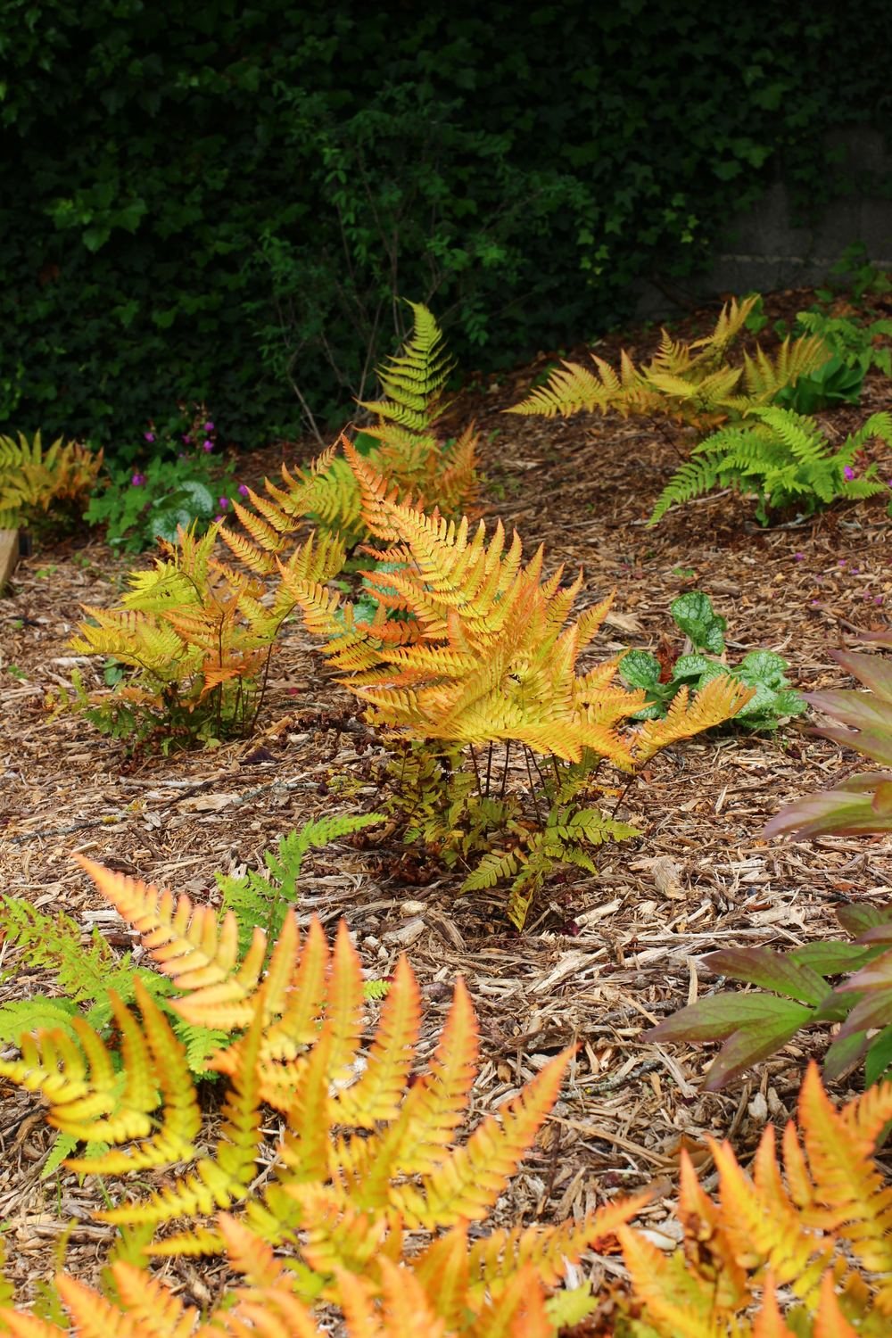 Plantations — photo 19