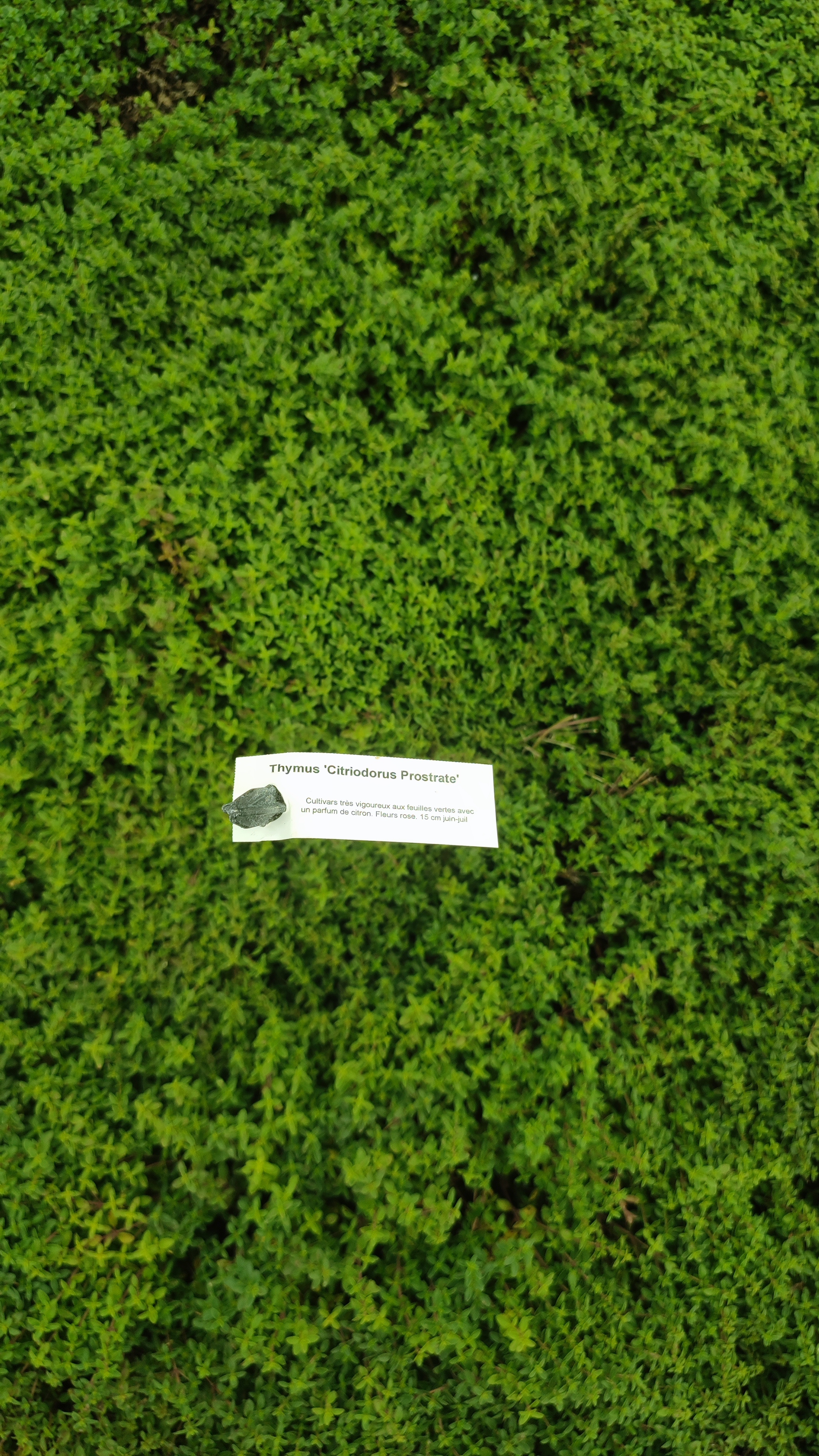 Thymus Citriodorus Prostrate 
