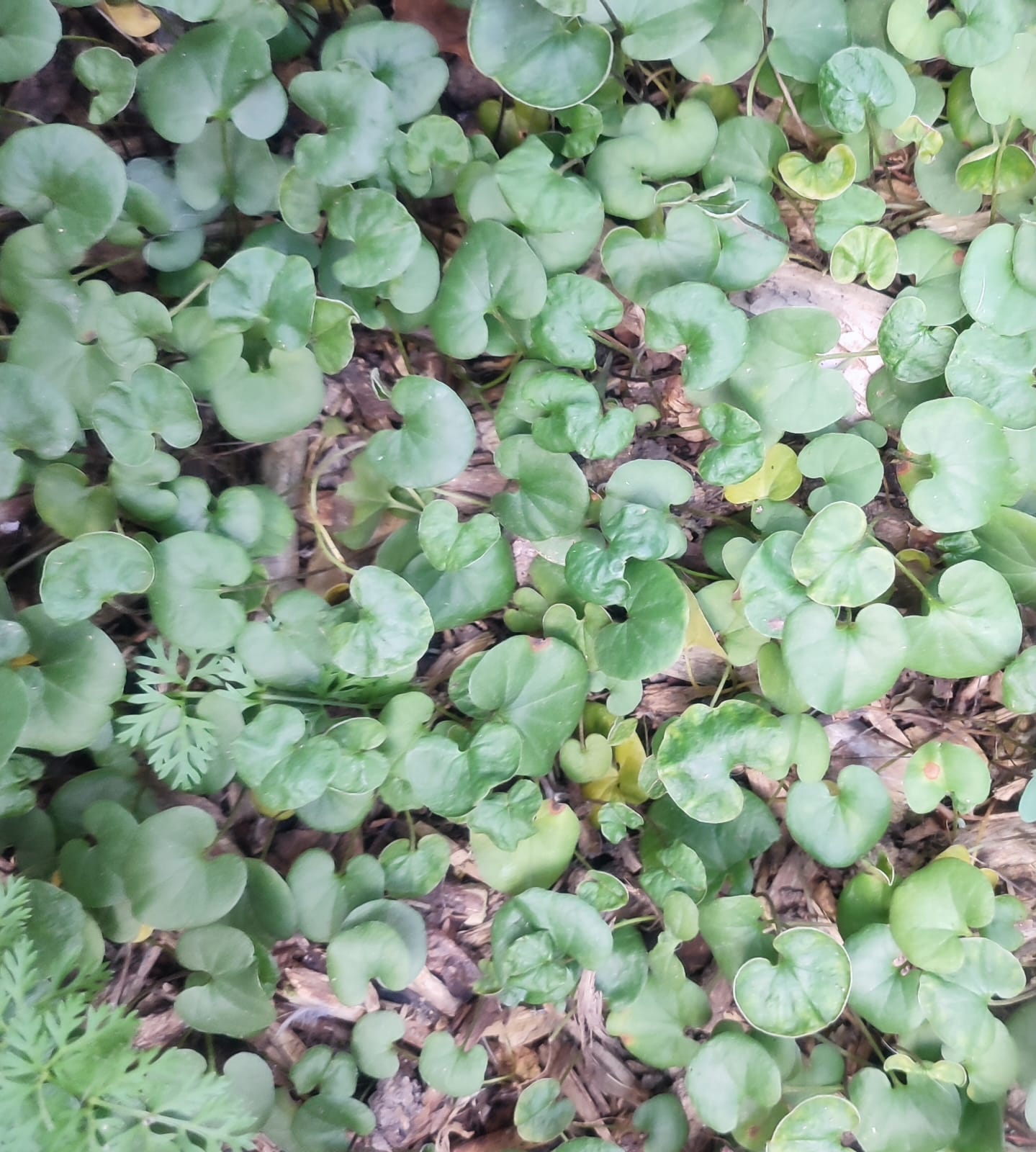 Dichondra-repens