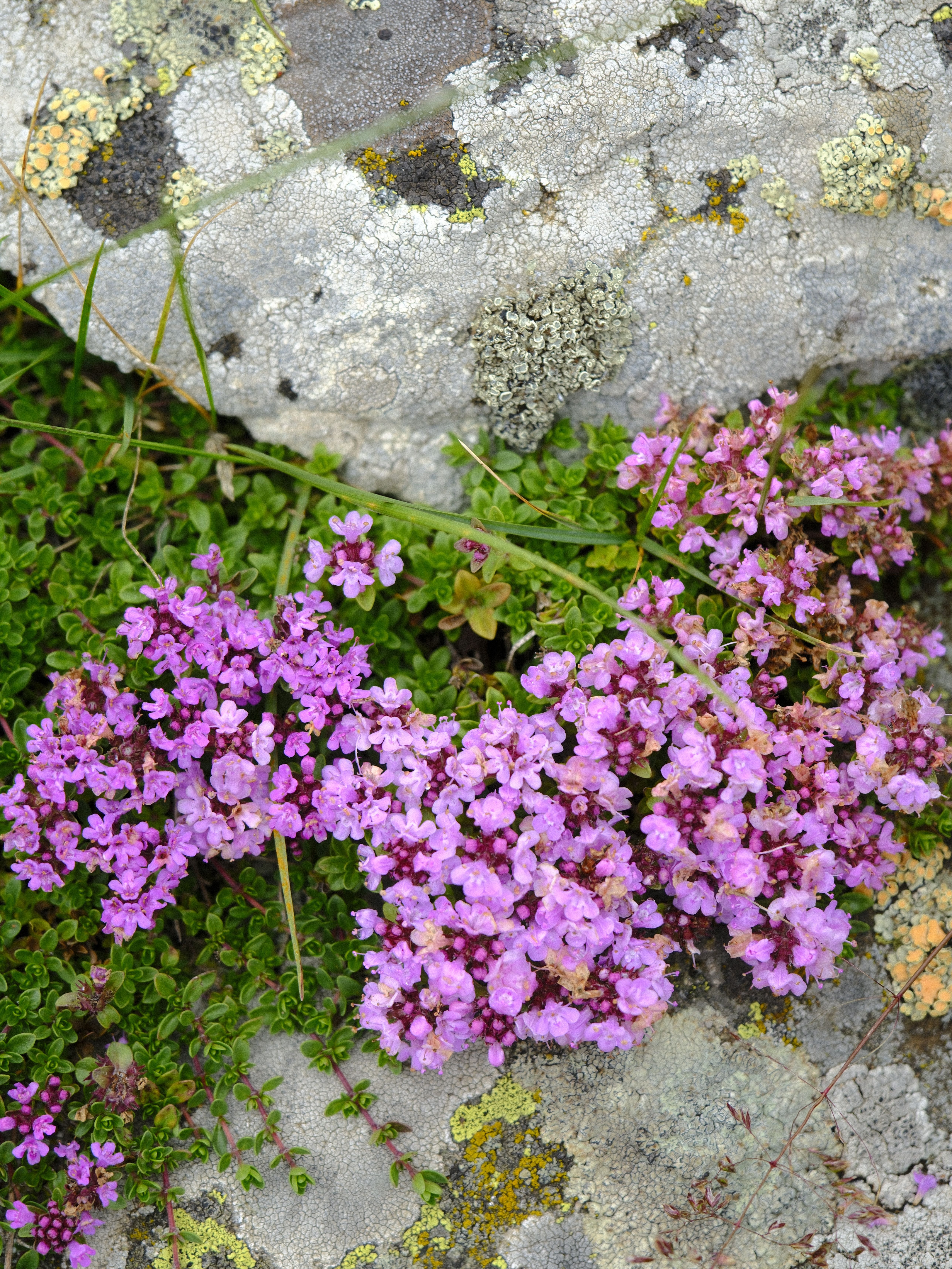 Thymus-serpillum