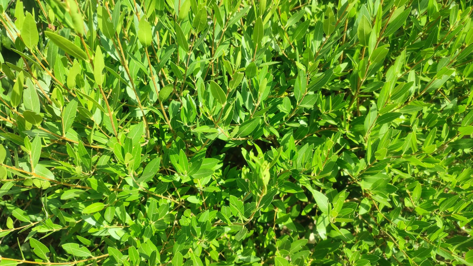 Phillyrea-angustifolia