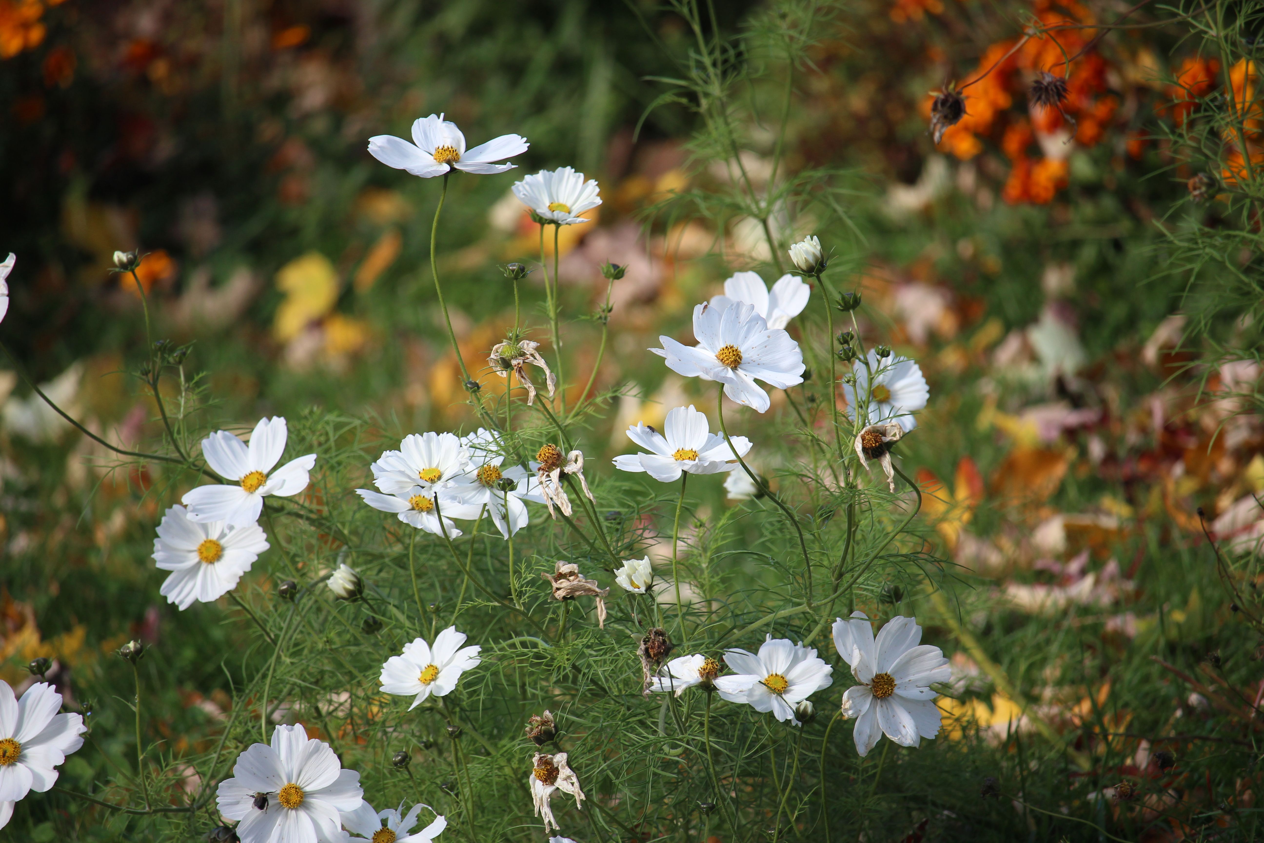 Un jardin éclatant en arrière-saison : les plus belles fleurs d'automne adaptées au climat toulousain