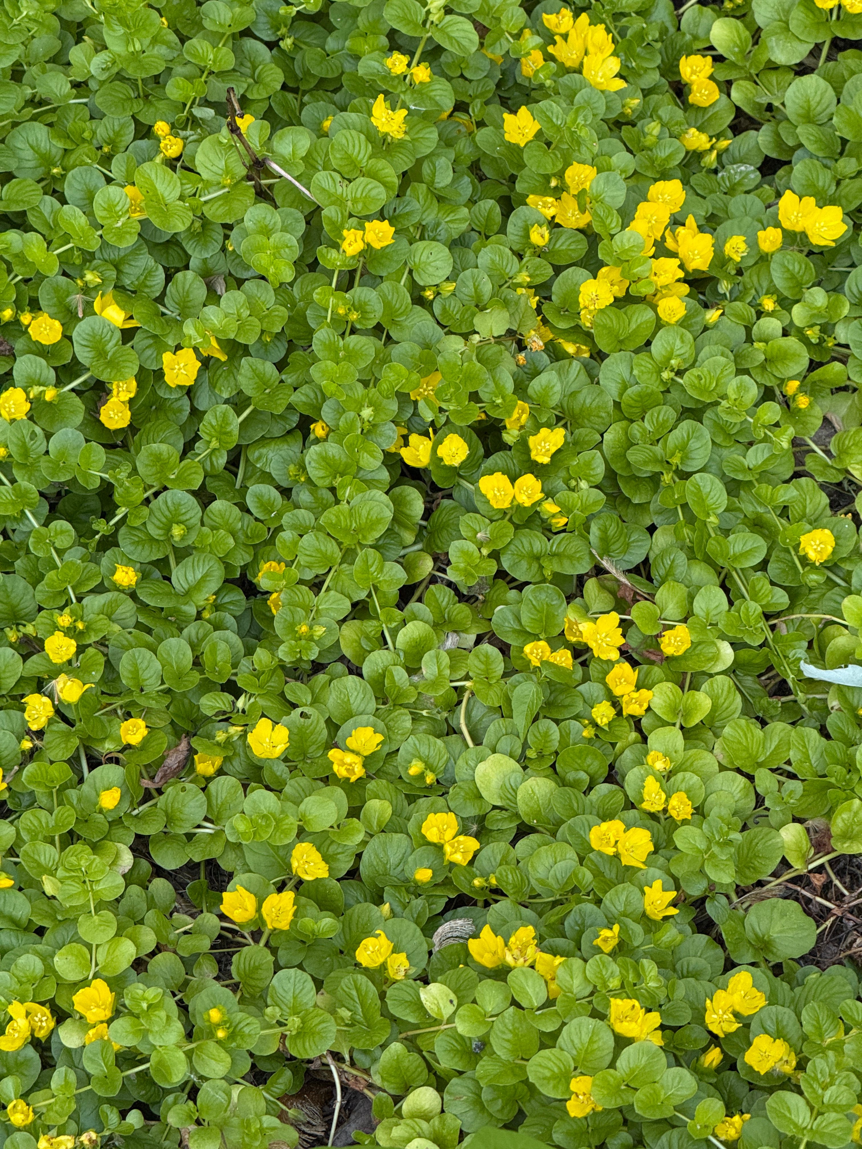 Lysimachia-nummularia