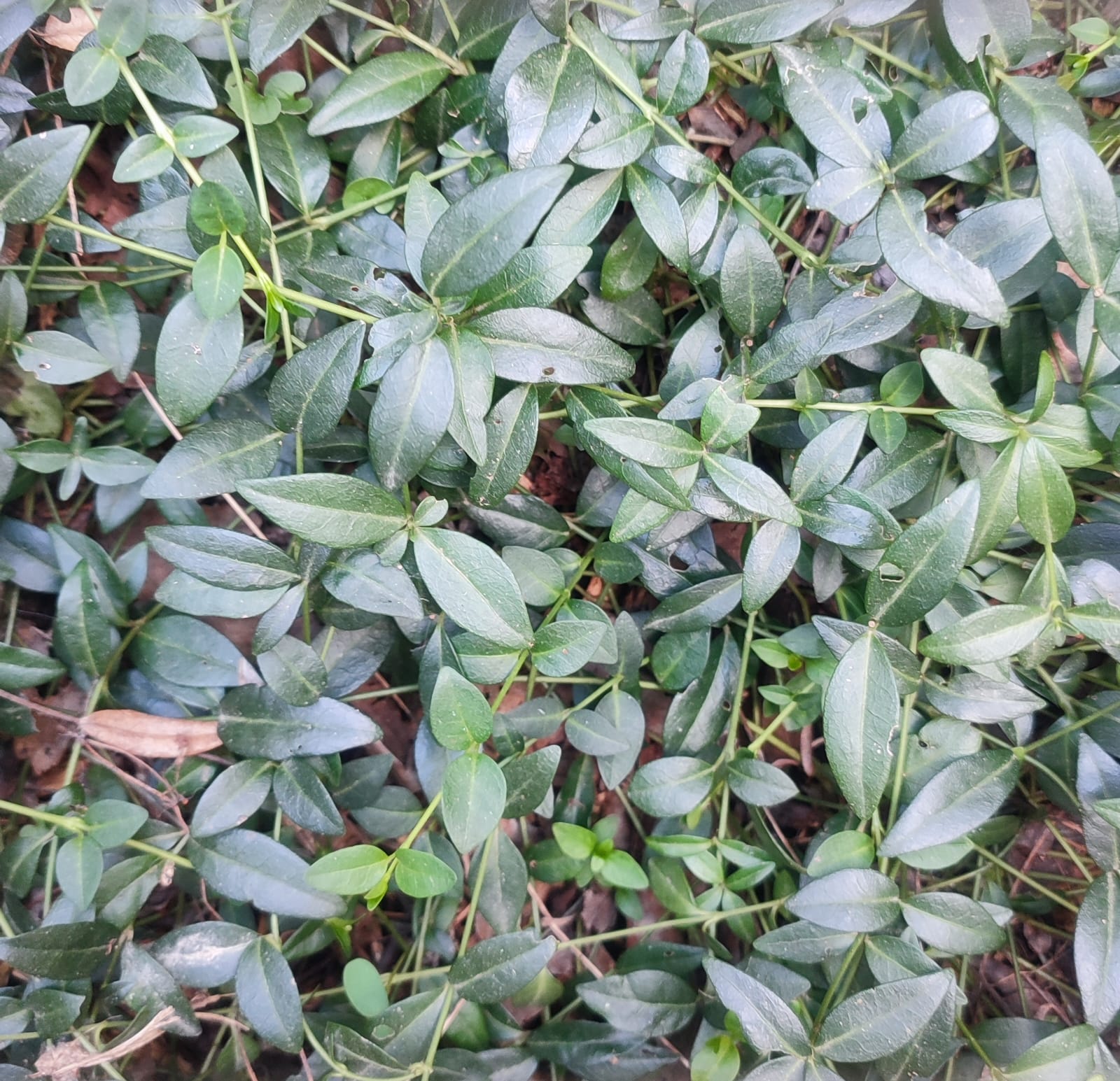 Vinca-minor