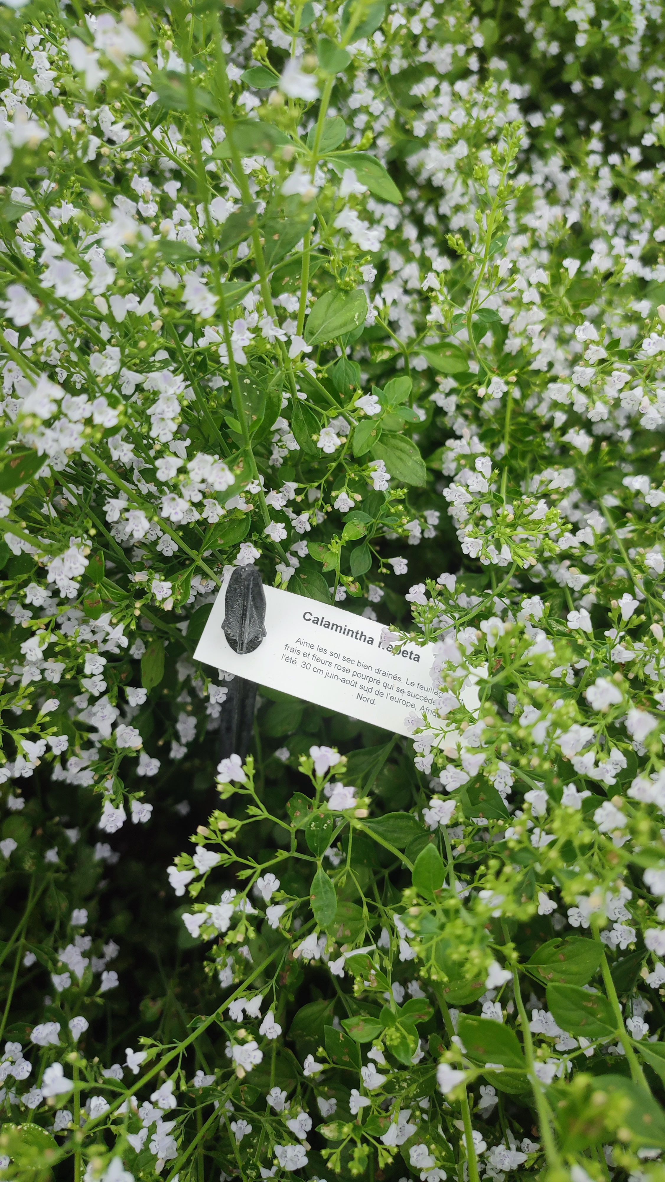 Calamintha nepeta