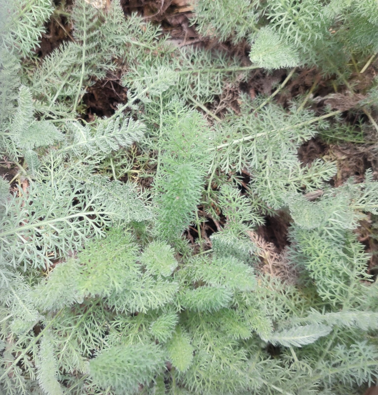 Achillea-crithmifolia